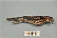 藏品(鳳頭蒼鷹)的圖片